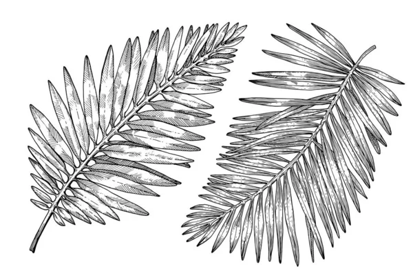 Feuilles Palmiers Tropicaux Dessinées Main Croquis Sur Fond Blanc Décoration — Image vectorielle