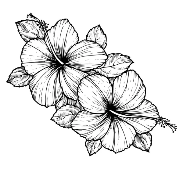 Flor Hibisco Tropical Desenhada Mão Com Folhas Esboço Florais Fundo Ilustração De Stock