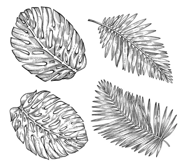 手で熱帯ヤシの木の葉を描いた 白地にスケッチ 表面のデザインやバナーのためのエキゾチックな彫刻装飾 ぬり絵のための素晴らしいテンプレート ロイヤリティフリーのストックイラスト