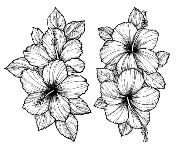 葉が付いた熱帯ハイビスカスの花花束を手描き 白い背景に花をスケッチします エキゾチックな花 表面のデザインやバナーの彫刻スタイル ぬり絵のための素晴らしいテンプレート ロイヤリティフリーストックベクター