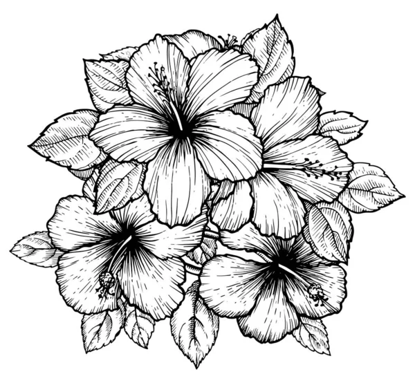 葉が付いた熱帯ハイビスカスの花花束を手描き 白い背景に花をスケッチします エキゾチックな花 表面のデザインやバナーの彫刻スタイル ぬり絵のための素晴らしいテンプレート ロイヤリティフリーのストックイラスト