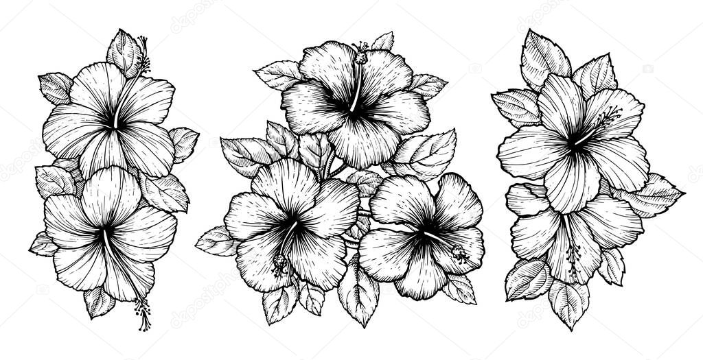 Hand drawn tropical hibiscus flower bouquet with leaves. Sketch florals on white background. Exotic blooms, engraving style for textile, surface design or banner. Great template for coloring book