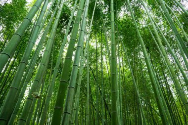 Arashiyama Bambu Korusu yıldızların ilgi odağı. Bu yükselen bambu saplarının arasında durmak başka bir dünyada olmak gibi. En nefes kesici doğal ve kültürel merak. Manzaralı ihtişamı yaşamak için mükemmel bir konumda.