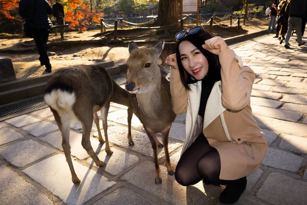 奈良公园 Nara Park 是位于奈良市中心的一个大型公园 是日本历史最悠久的公园之一 建于1880年 几千头鹿成了公园的象征 它令人惊讶地温顺 乘火车旅行很方便 所以这位热心的探险家有很多东西要发现 — 图库照片