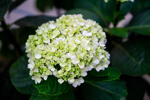 Lime Rickey Hydrangea Very Hardy Smooth Hydrangea Lime Green Flowers — стоковое фото