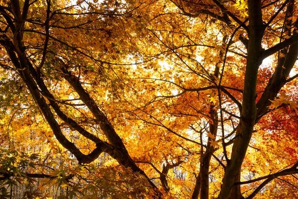 Maple Δέντρο Chureito Παγόδα Πορτοκαλί Φύλλο Ανάβει Πίσω Όμορφο Φωτισμό — Φωτογραφία Αρχείου