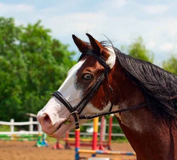 Pinto häst med blå ögon och svart mane — Stockfoto