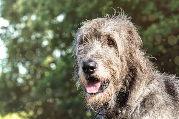 Πορτρέτο του ένα ιρλανδικό wolfhound σε ένα θολή φόντο πράσινο — Φωτογραφία Αρχείου