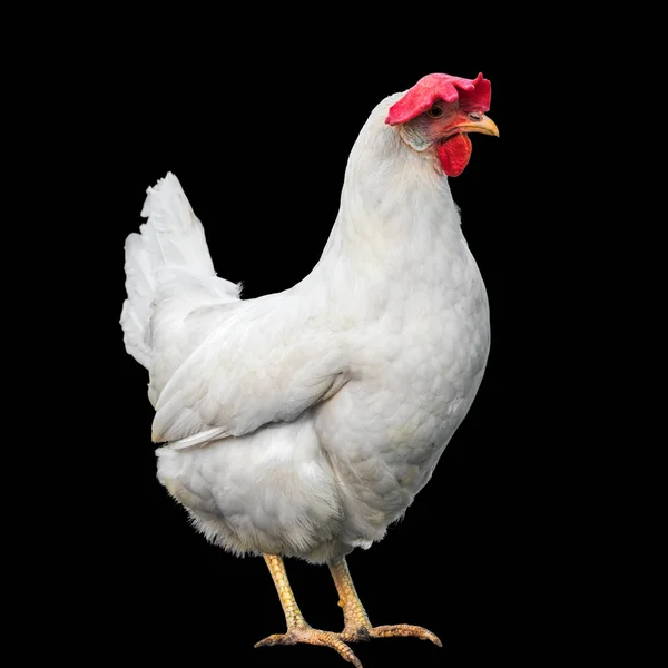 White hen isolated on a black background — Stock Photo, Image