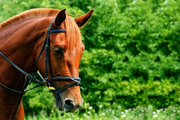 Porträtt av en röd häst på en grön bakgrund — Stockfoto