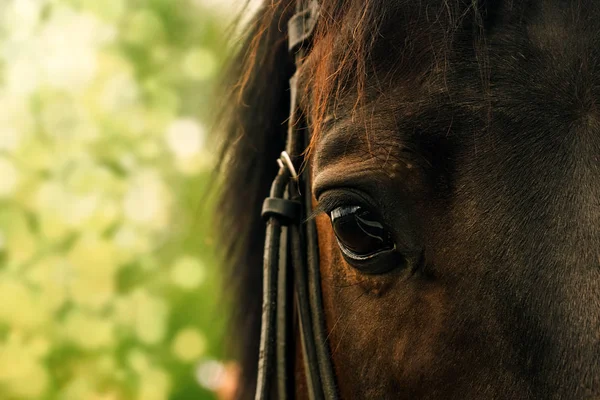 Häst öga på en suddig grön bakgrund — Stockfoto