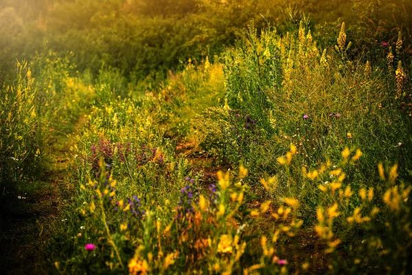 Overgrown con hierba y flores silvestres camino a través de la pradera — Foto de Stock