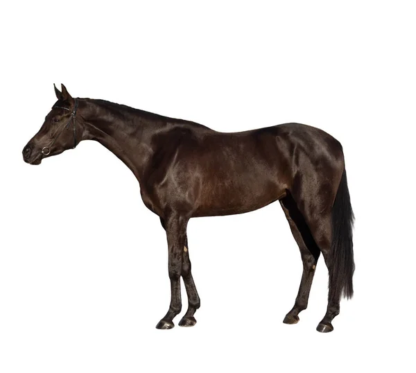Mörk vik ryska ridning häst isolerad på vit bakgrund — Stockfoto