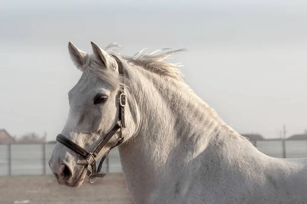 Portret van een grijs paard in een zwarte halster lopend in paddpck — Stockfoto