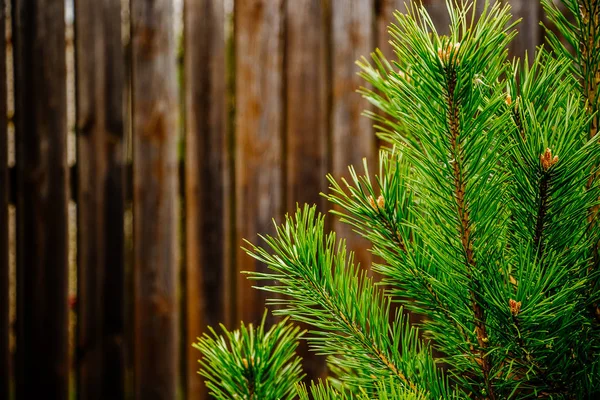 クリスマスツリーの枝は茶色の木製の背景に閉じます — ストック写真