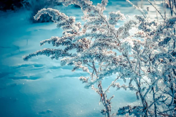 Plantas Hoarfrost Close Fundo Azul Escuro Místico — Fotografia de Stock