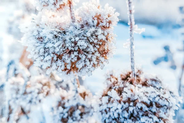 Schöne Gefrorene Pflanzen Schnee Auf Hellem Hintergrund — Stockfoto