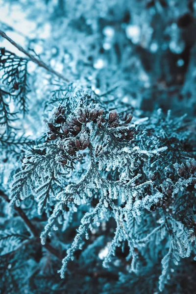 Plantas Hoarfrost Close Fundo Azul Escuro Místico — Fotografia de Stock