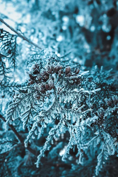 Växter Rimfrost Närbild Mystisk Mörkblå Bakgrund — Stockfoto