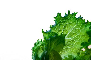 Beyaz arka planda damarlı yeşil marul yaprağı