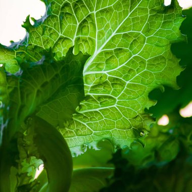 Beyaz arka planda damarlı yeşil marul yaprağı