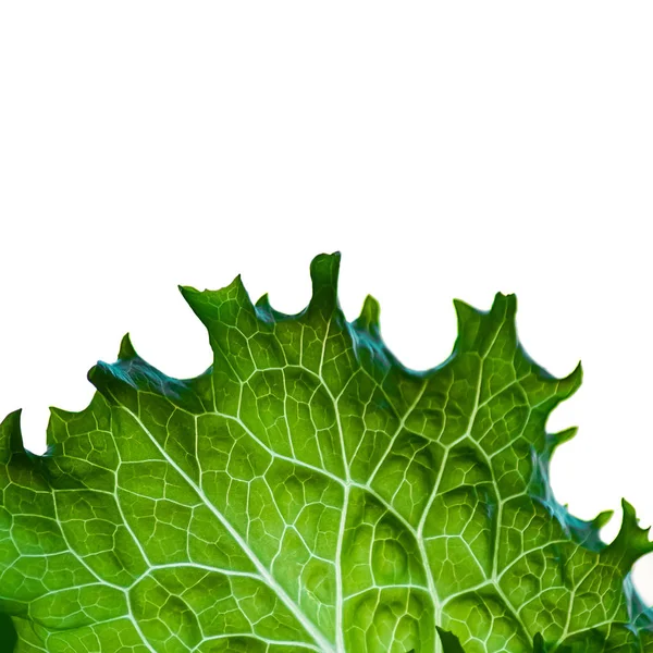Veined Green Lettuce Leaf White Background — Stock Photo, Image