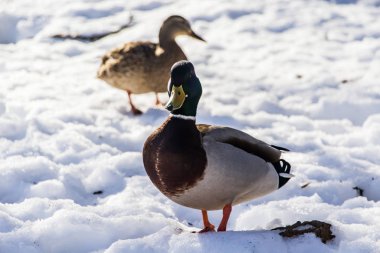 Kışın karlı zeminde vahşi ördekler. Bir sürü yiyecek arıyor..