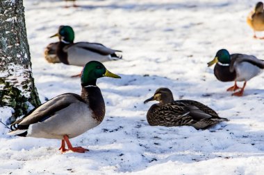 Kışın karlı zeminde vahşi ördekler. Bir sürü yiyecek arıyor..