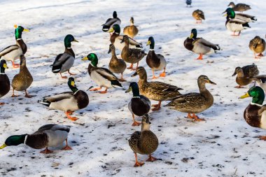 Kışın karlı zeminde vahşi ördekler. Bir sürü yiyecek arıyor..