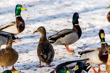 Kışın karlı zeminde vahşi ördekler. Bir sürü yiyecek arıyor..