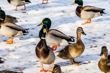 Kışın karlı zeminde vahşi ördekler. Bir sürü yiyecek arıyor..