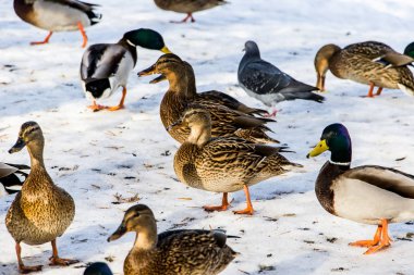 Kışın karlı zeminde vahşi ördekler. Bir sürü yiyecek arıyor..