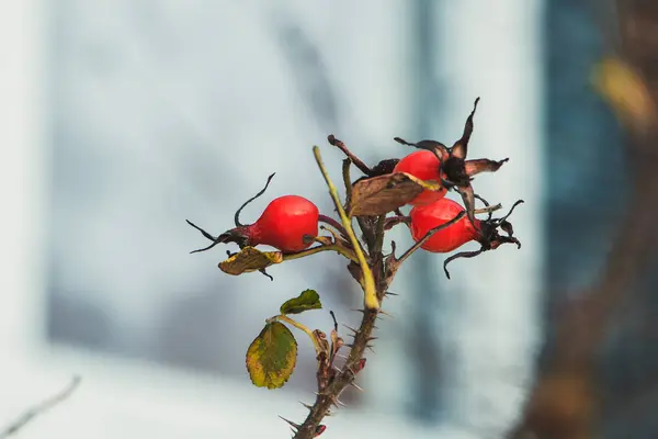 Bayas Rosas Silvestres Invierno — Foto de Stock