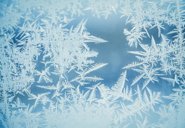 Plantas Verdes Bajo Nieve — Foto de Stock