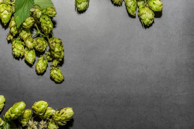 Karanlık bir arka planda zıplama dalları. Bira yapmak için bileşen.