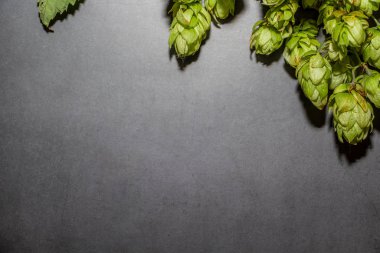 Karanlık bir arka planda zıplama dalları. Bira yapmak için bileşen.