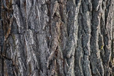 Doğal ağaç kabuğunun arka planı