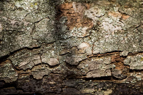 天然树皮的背景 — 图库照片