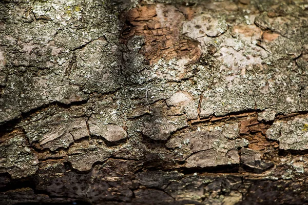 Achtergrond Van Natuurlijke Boomschors — Stockfoto