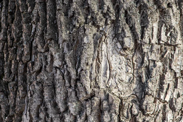 天然木の樹皮の背景 — ストック写真