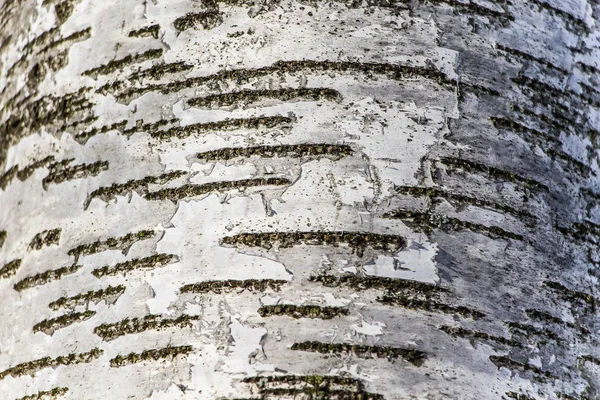 木の質感 天然白樺の樹皮 — ストック写真