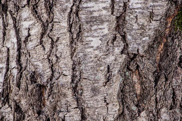 Фон Натуральної Кори Дерева — стокове фото