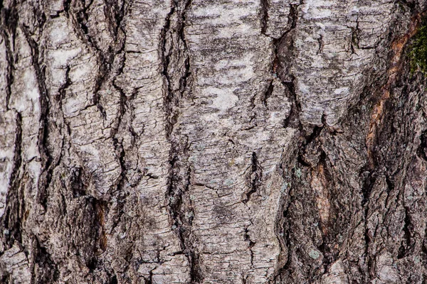 Achtergrond Van Natuurlijke Boomschors — Stockfoto