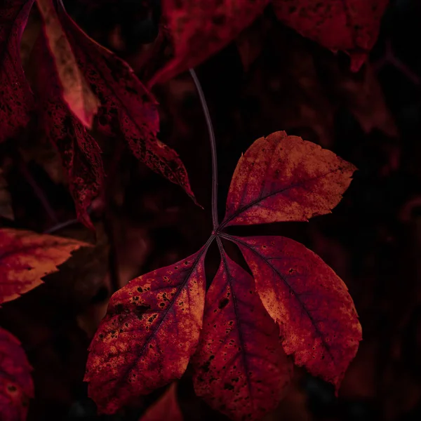 Leaves of  grapes on a dark  background — Stock Photo, Image