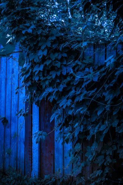Edera su una vecchia recinzione di legno — Foto Stock