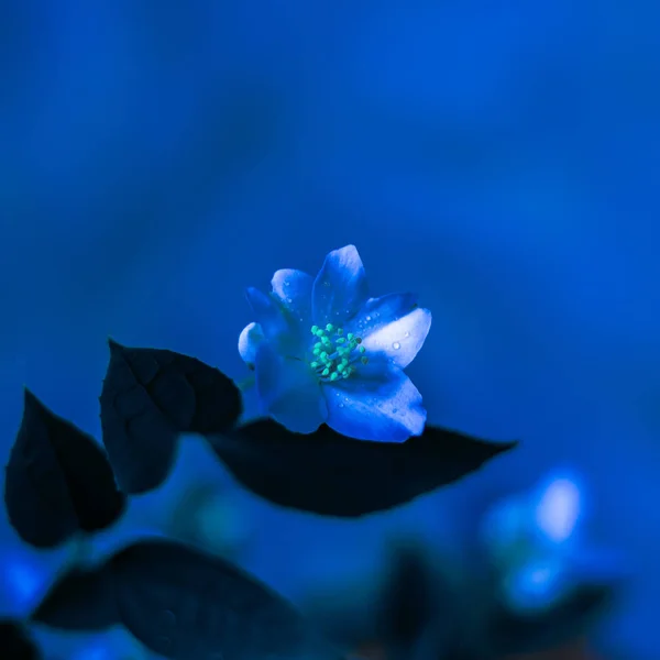 Gros plan sur les petites fleurs de jasmin — Photo