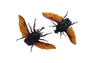 Exotic insects (butterflies, beetles, spiders, scorpions) isolated on white background. Two large exotic hard-shell beetles isolated on white background