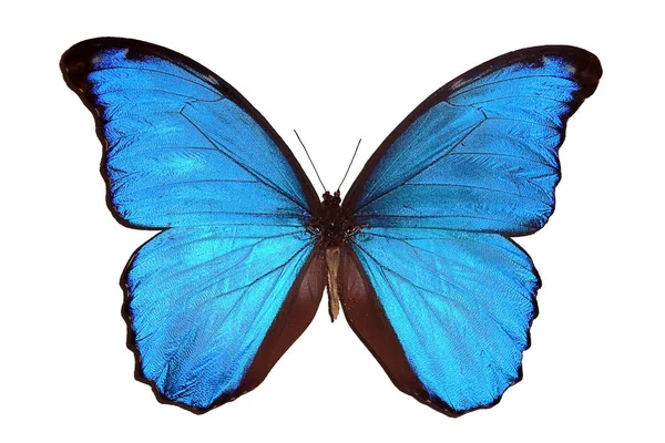 在白色背景下隔离的外来昆虫 美丽的异国情调的蓝色蝴蝶被白色的背景隔开了 2020年趋势色彩 — 图库照片