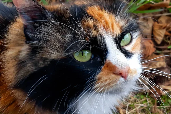 緑の草を背景に美しい猫があなたを見ています 美しい猫の目を閉じて — ストック写真