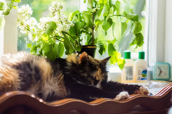 Sweet Sleeping Cat Windowsill Basks Sun Fluffy Cat Sleeps Window — 스톡 사진